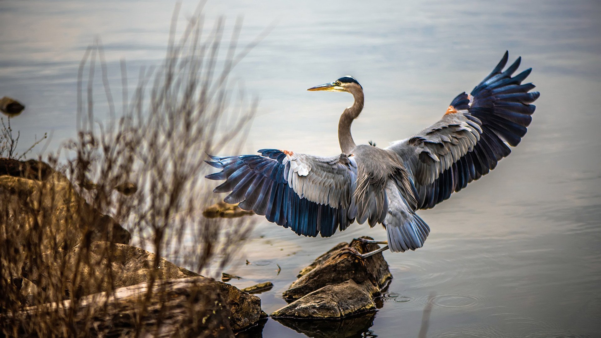 爱游戏官网-冷门与热浪，威廉姆斯逆袭之夜，维斯塔潘的烈焰狂飙