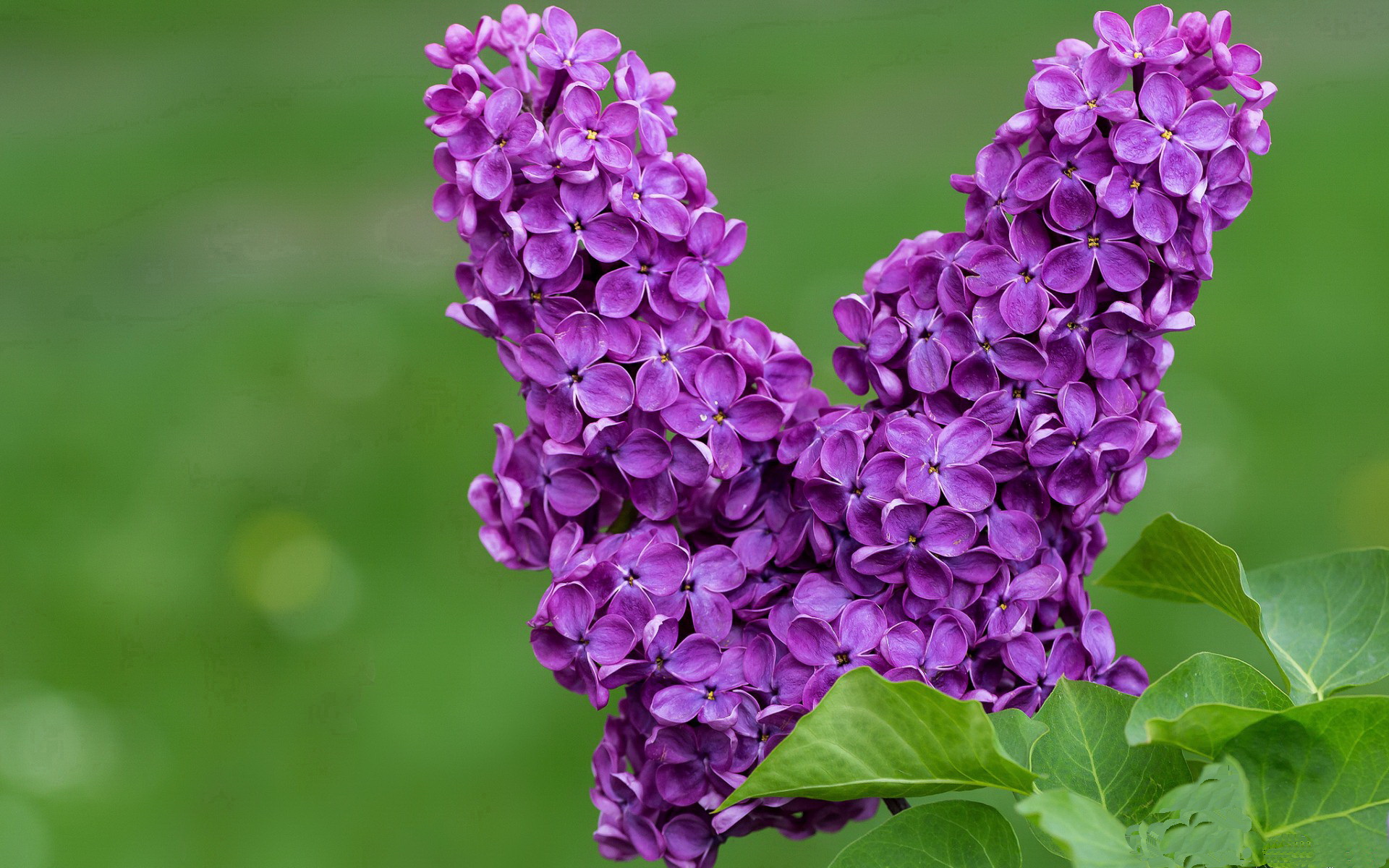 晋火交锋,稳定性的胜利与持续杀伤的艺术—论山西队的团队磐石与布伦森的锐利刀锋