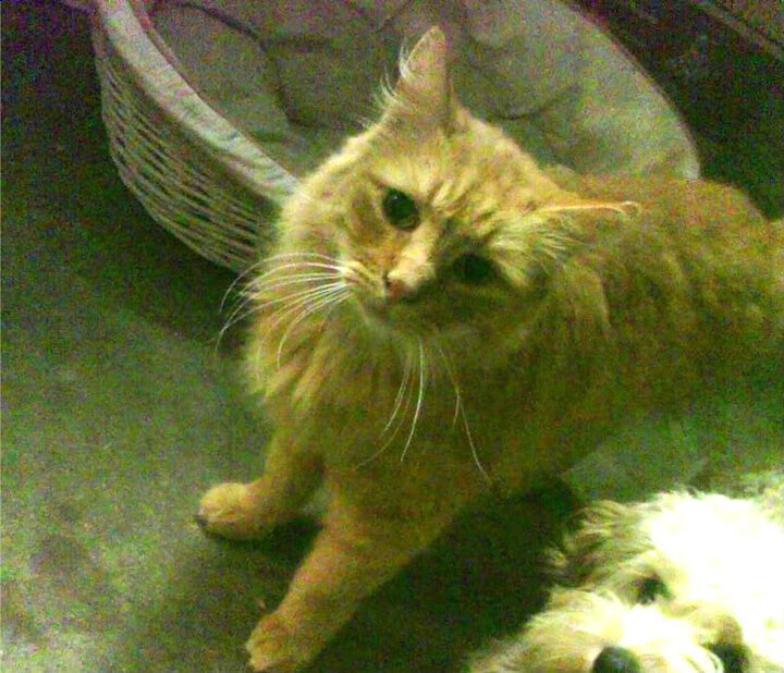 卡塞米罗终场核爆!突尼斯生死战绝境抢走勒沃库森胜利果实