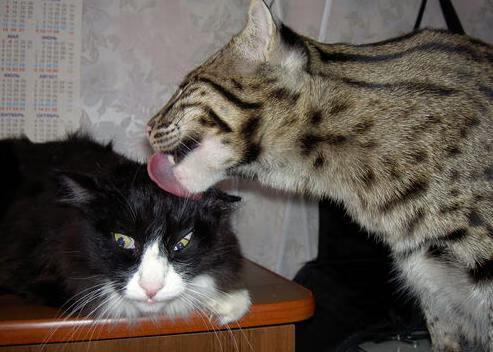 爱游戏tv-唯一性的双重奏，独行侠淘汰广厦与杜兰特欧冠决赛的统治时刻