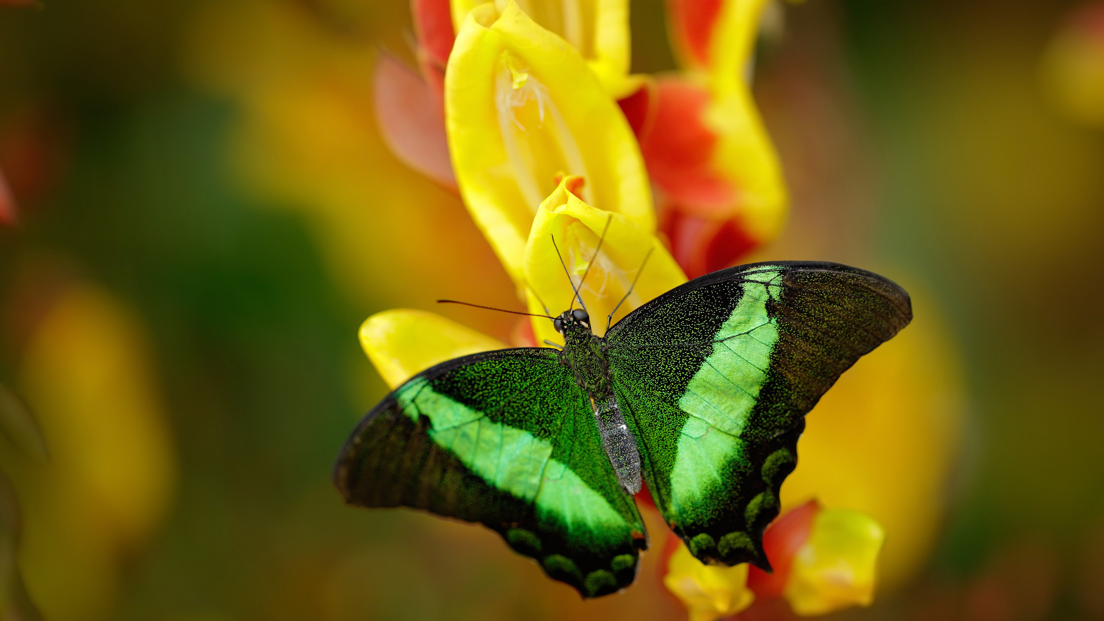 从极西之地到音乐之国，当楚阿梅尼的欧冠强音奏响绿茵新秩序