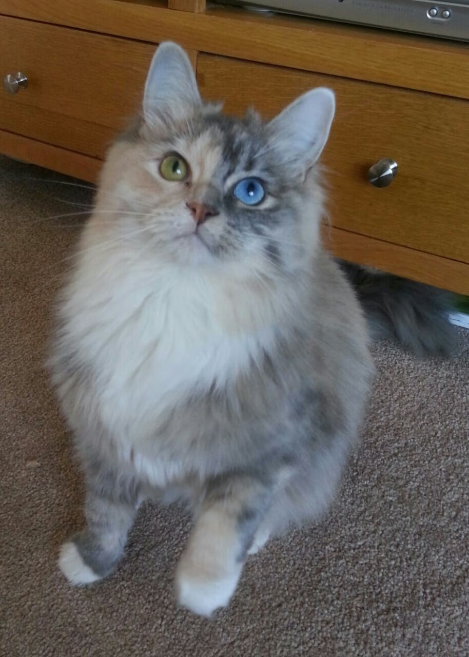 爱游戏官方入口-巴斯托尼节奏完全掌控，法国队轻松拿下加拿大，一场战术革新的胜利