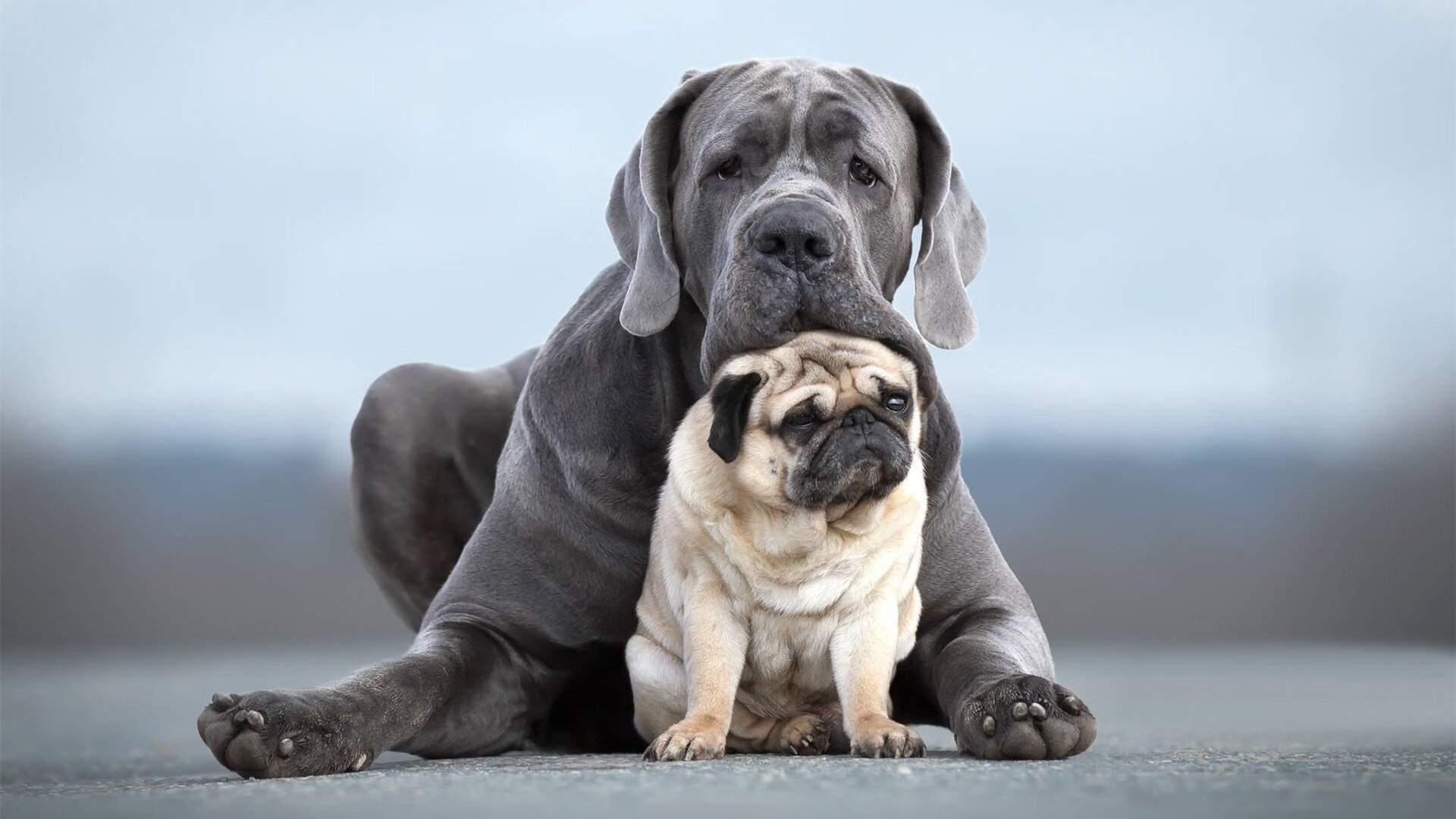 爱游戏在线-冰与火之歌,切特的完美交响乐,猛龙铁链锁死东方蛟龙