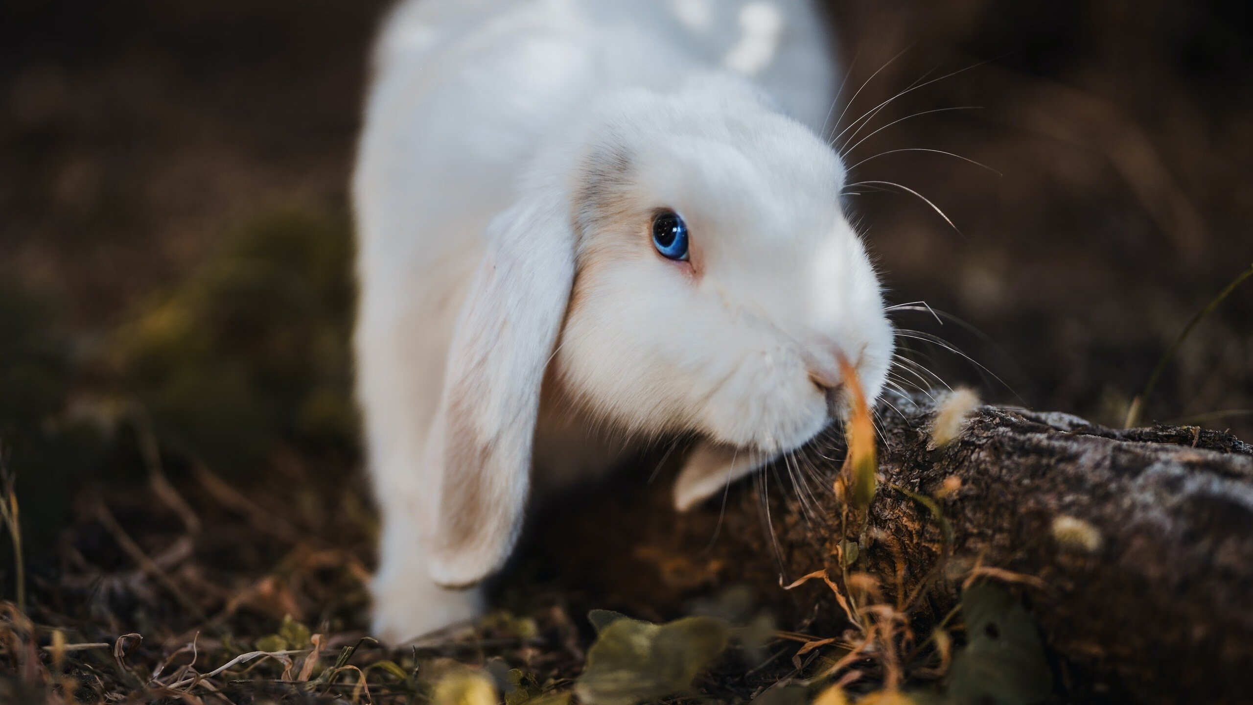 底格里斯的分支，当伊拉克的刀刃刺穿欧洲堡垒，一个法国少年在德甲河道中奔涌