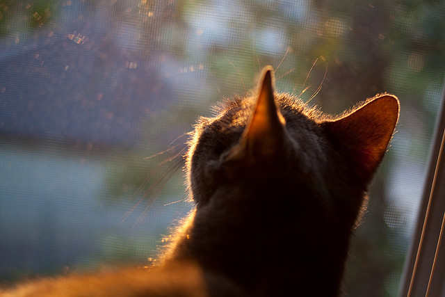 双线奇迹，迪马利亚的纪录之夜与冰岛哥斯达黎加的小国足球哲学