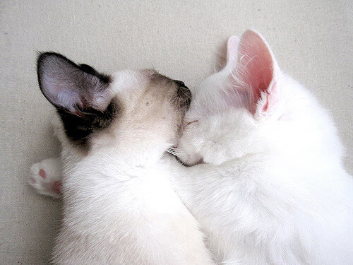 爱游戏大厅-十冠王朝！辽宁生死战碾压新疆，抢七战场升起不落旌旗