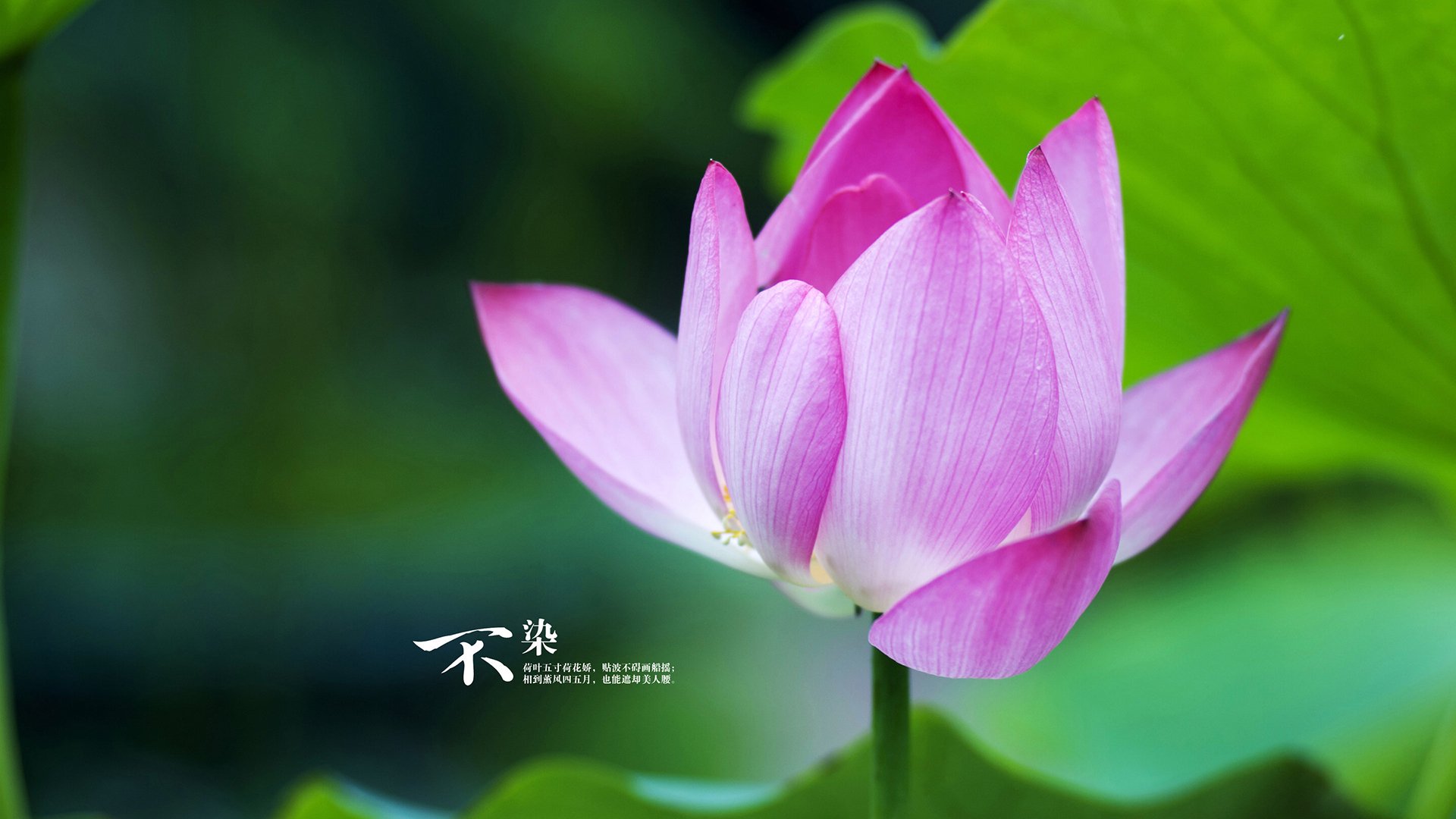 爱游戏官方入口-贝林厄姆利刃出鞘！安哥拉轻取秘鲁，进攻端展现无解统治力