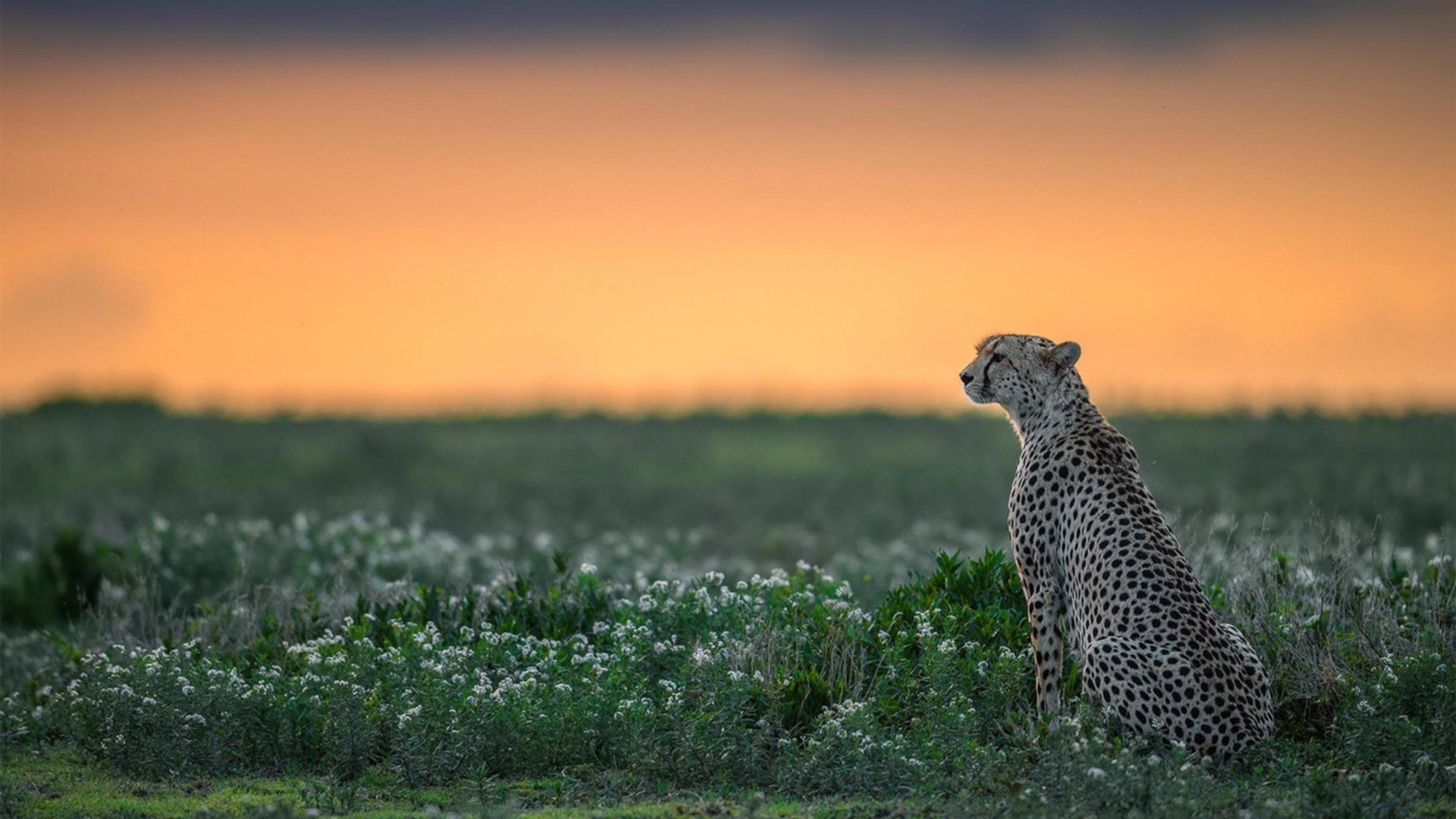 武切维奇的时差，当深圳体育馆响起击败勇士的呐喊