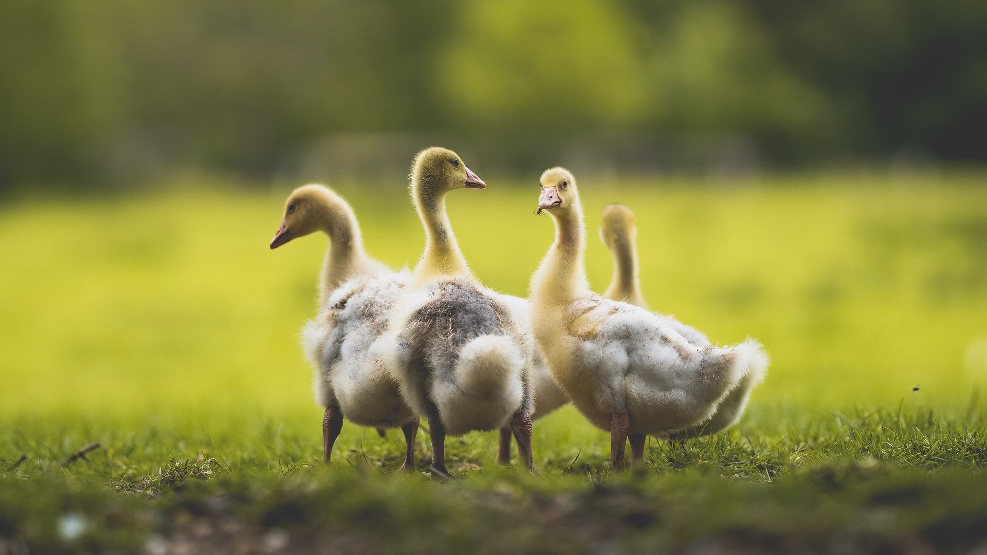 新奥斯曼之怒,从地缘棋盘到绿茵战场,孤胆英雄的终极接管