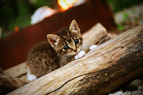 足球双星夜，哥斯达黎加征服尼斯，劳塔罗主宰国家德比