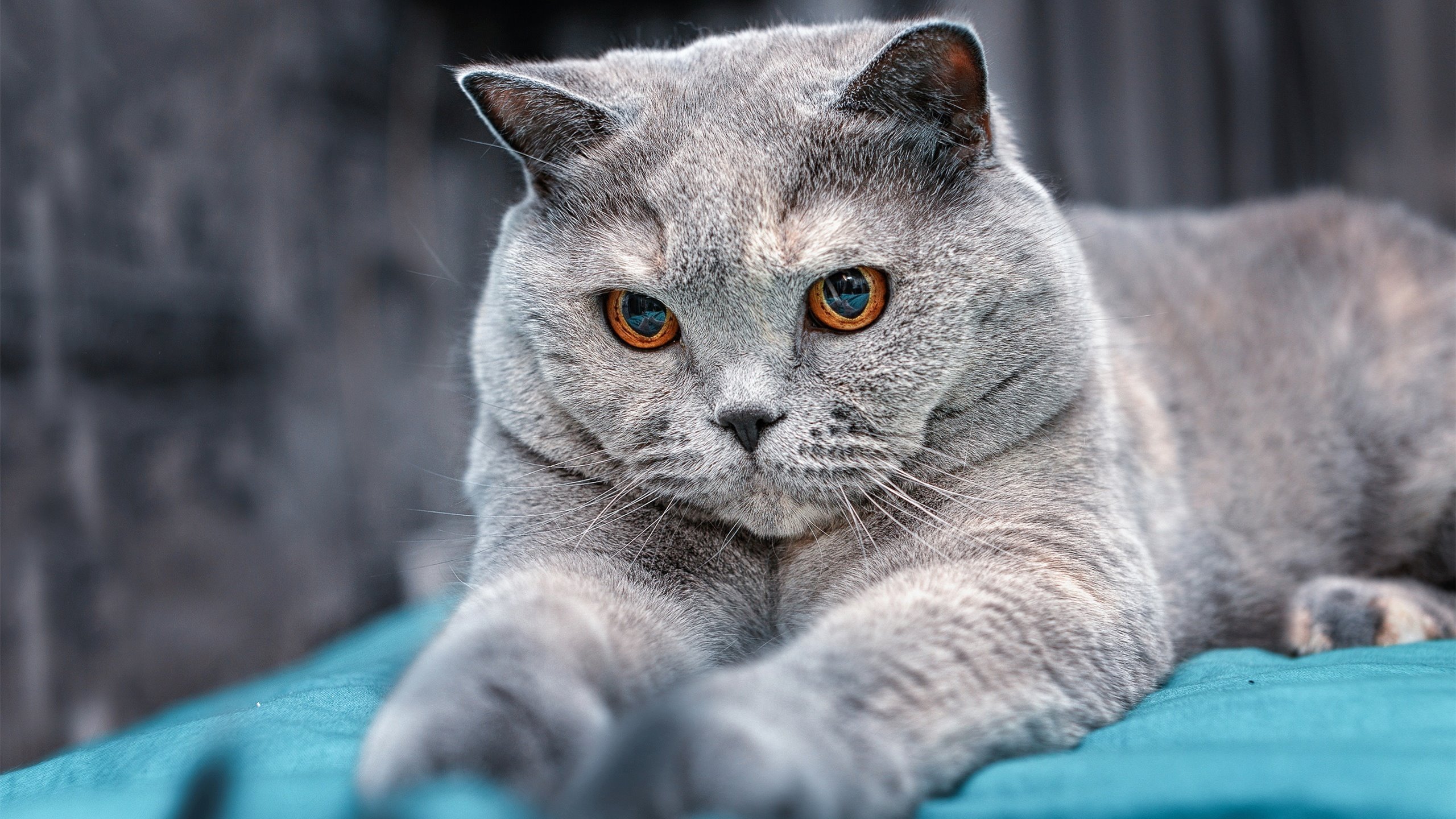 爱游戏下载-撕裂天空的红色火焰，杰伦·格林那记无法被复制的绝杀