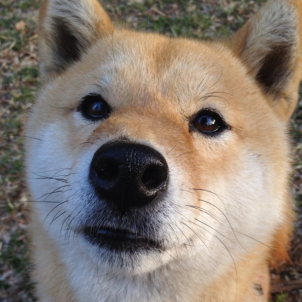 爱游戏-1.跨越时空的对决，埃及vs佛罗伦萨，三笘薰上演压制级艺术