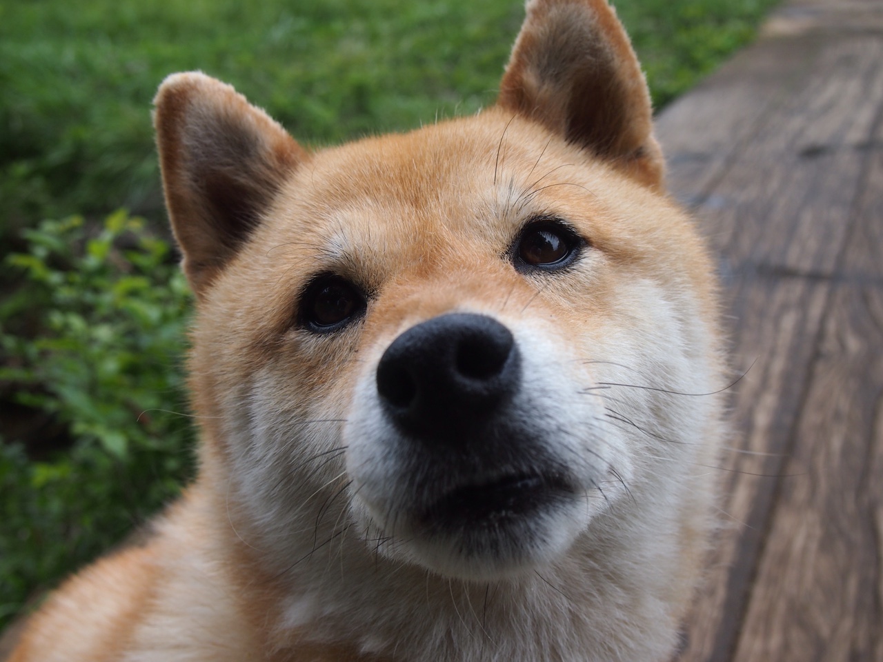 新王崛起！贝恩砍40分创生涯新高，上海男篮力克开拓者展露冠军相